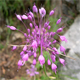 Allium carinatum p.